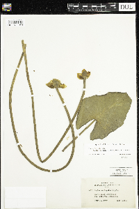 Nuphar x rubrodisca image