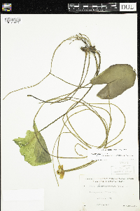 Nuphar x rubrodisca image