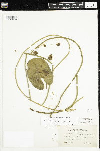 Nuphar x rubrodisca image