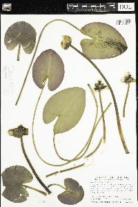 Nuphar x rubrodisca image