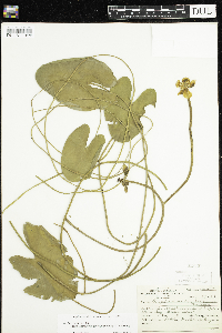 Nuphar x rubrodisca image