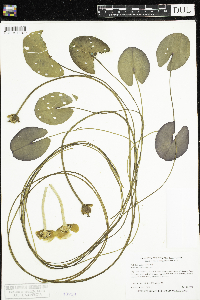 Nuphar x rubrodisca image