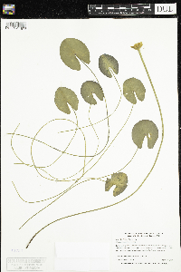 Nuphar x rubrodisca image