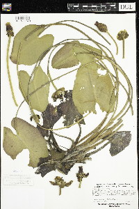 Nuphar x rubrodisca image