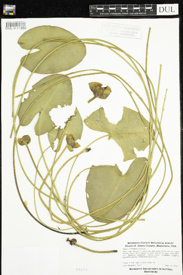 Nuphar x rubrodisca image