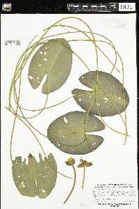 Nuphar x rubrodisca image