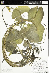 Nuphar x rubrodisca image