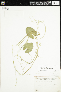 Nuphar microphylla image