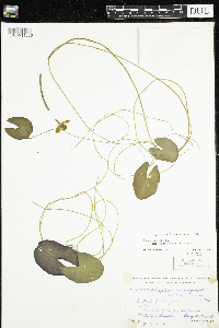 Nuphar microphylla image