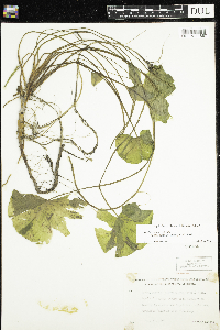 Nuphar microphylla image