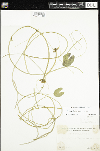 Nuphar microphylla image