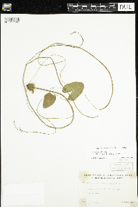 Nuphar microphylla image