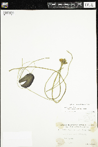 Nuphar microphylla image