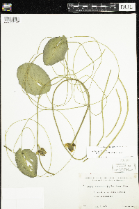 Nuphar microphylla image