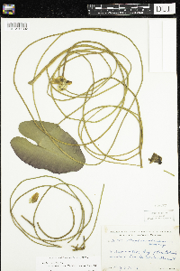 Nuphar x rubrodisca image