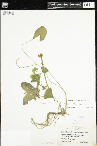 Nuphar microphylla image