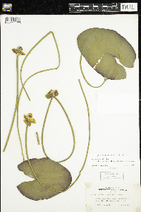 Nuphar x rubrodisca image