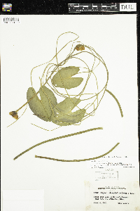 Nuphar microphylla image