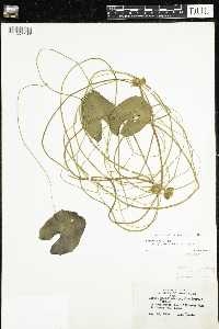 Nuphar microphylla image
