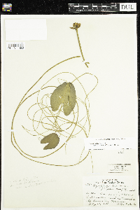 Nuphar microphylla image
