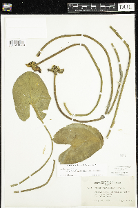 Nuphar x rubrodisca image