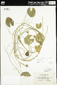 Nuphar microphylla image