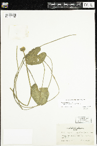 Nuphar microphylla image