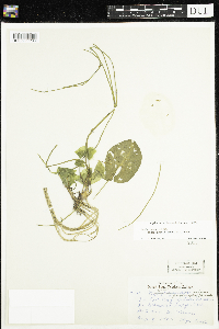 Nuphar microphylla image