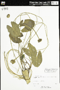 Nuphar microphylla image
