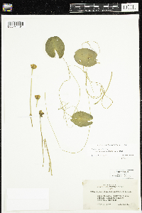 Nuphar microphylla image