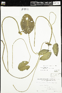 Nuphar microphylla image