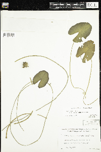 Nuphar microphylla image
