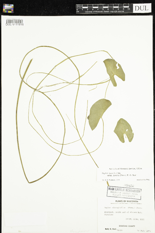Nuphar microphylla image
