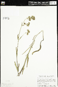 Mirabilis albida image