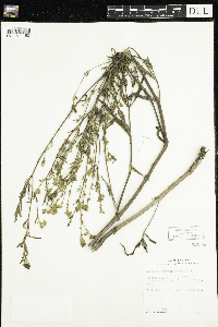 Mirabilis albida image