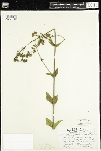 Mirabilis albida image