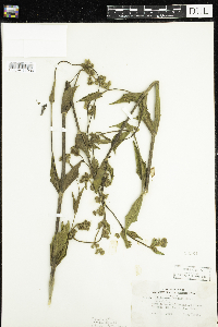 Mirabilis albida image