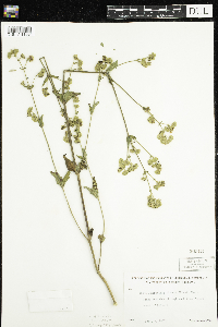 Thumbnail image of current specimen