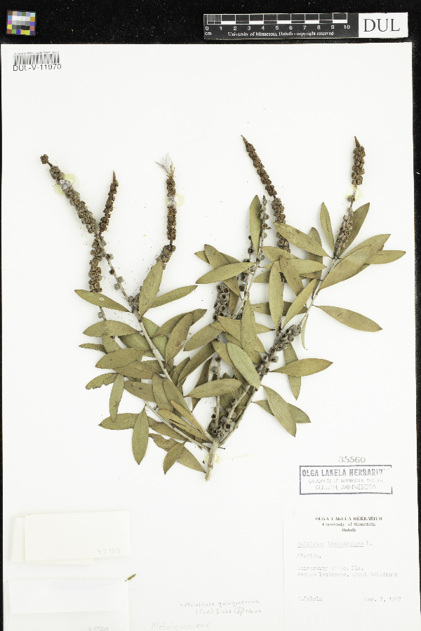 Melaleuca quinquenervia image