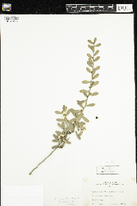 Thumbnail image of current specimen