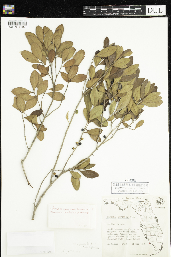 Eugenia foetida image