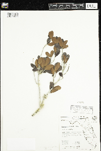 Eugenia foetida image