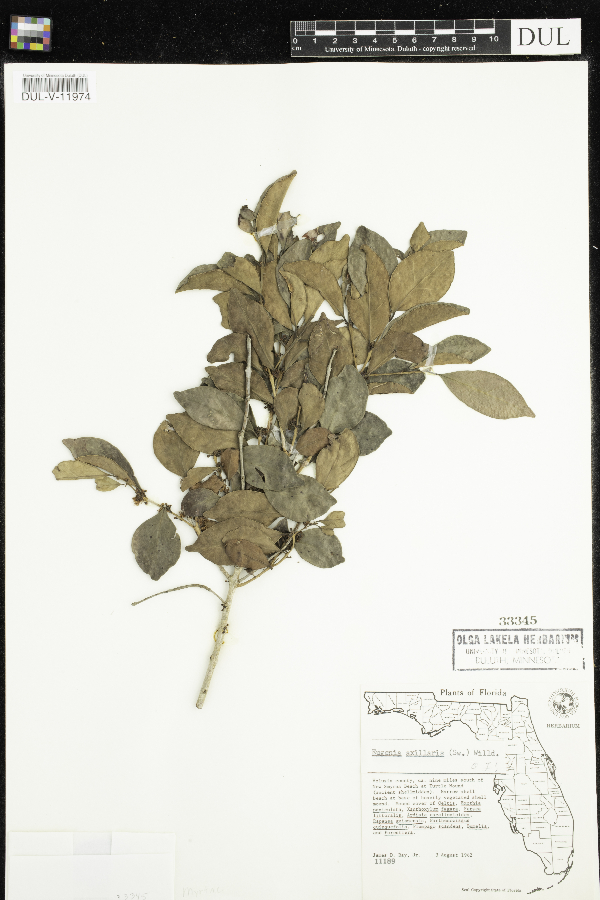 Eugenia axillaris image