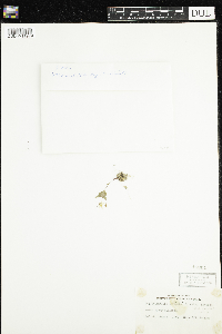 Media resource of Lysimachia europaea