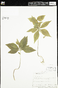 Lysimachia borealis image
