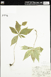 Lysimachia borealis image