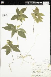 Lysimachia borealis image
