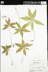 Lysimachia borealis image