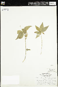 Lysimachia borealis image