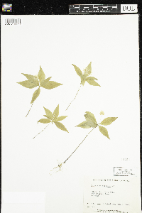 Lysimachia borealis image